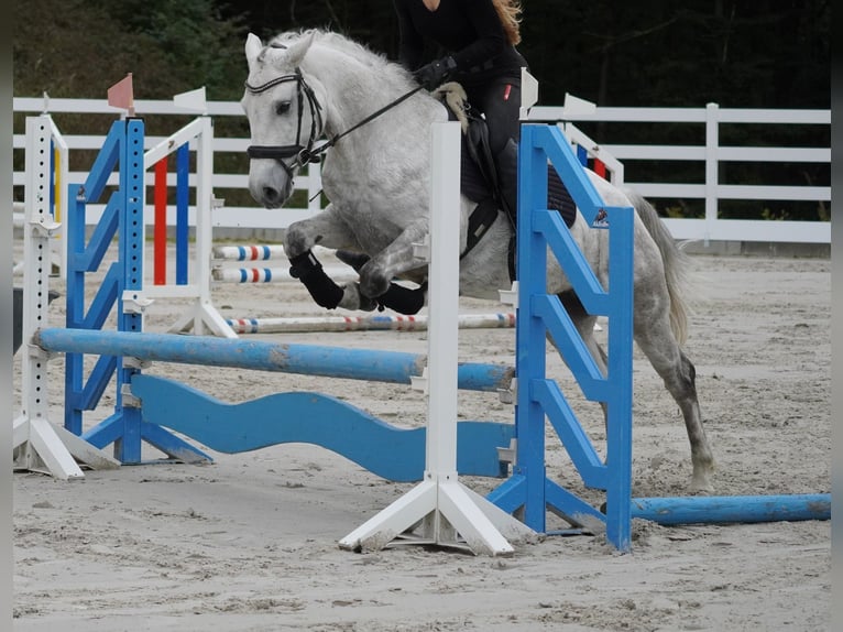 Connemara Mare 4 years 14,2 hh Gray in Nettersheim