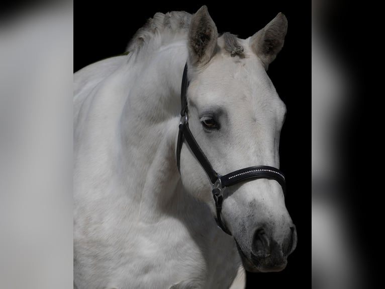 Connemara Mare 4 years 14,2 hh Gray in Nettersheim