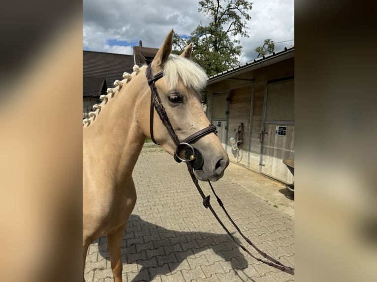 Connemara Mare 4 years 14,2 hh Gray in Gelterkinden