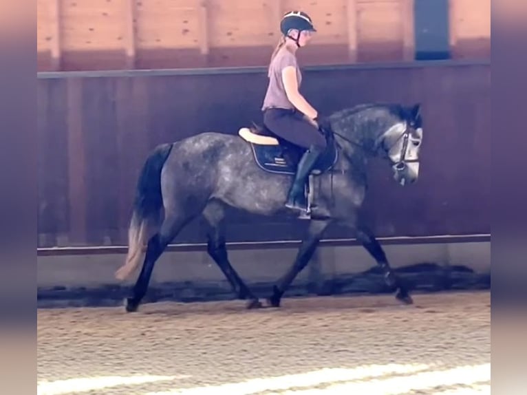 Connemara Mare 4 years 14,2 hh Gray in Gelterkinden