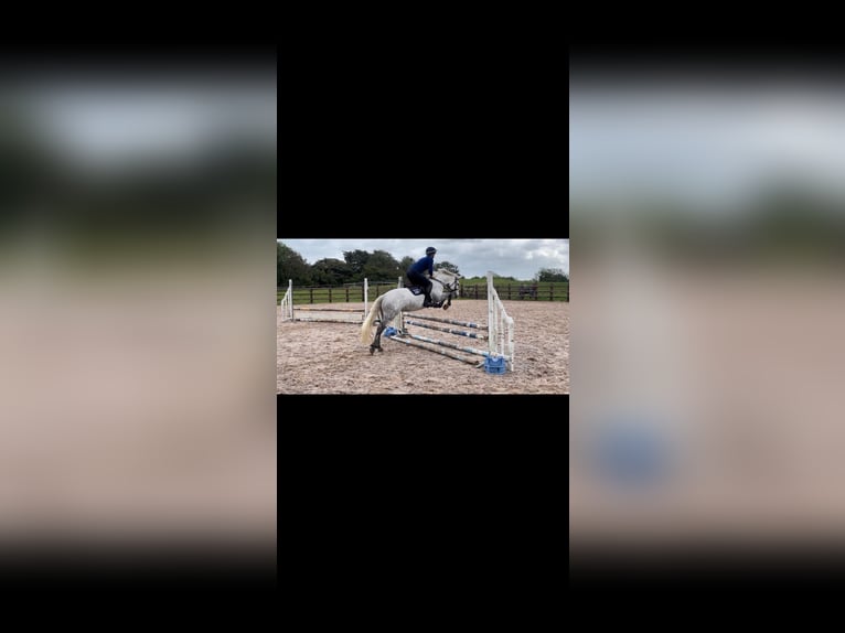 Connemara Mare 4 years 14,2 hh Gray in Gelterkinden