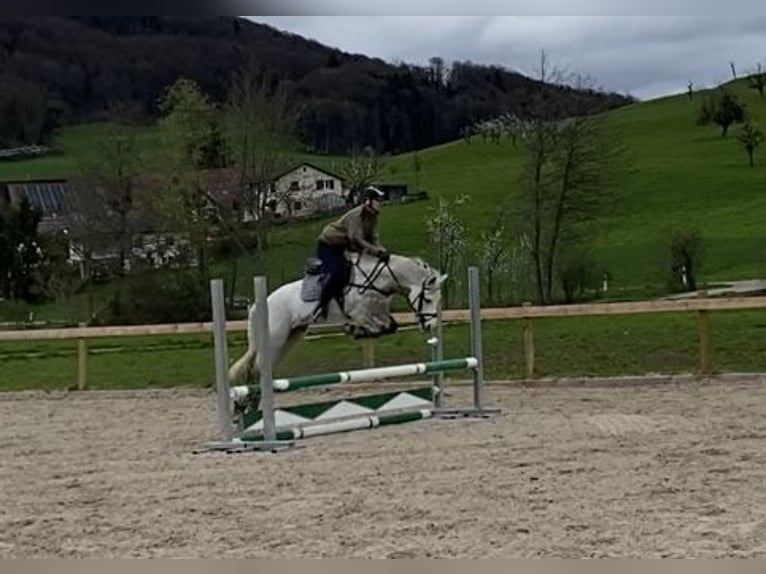 Connemara Mare 4 years 14,2 hh Gray in Gelterkinden