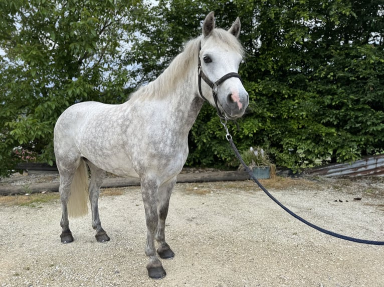 Connemara Mare 4 years 14,2 hh Gray in Gelterkinden