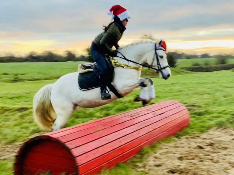 Connemara Mare 4 years 14,2 hh Gray in Mountrath