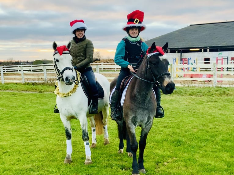 Connemara Mare 4 years 14,2 hh Gray in Mountrath