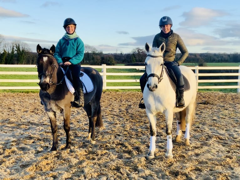 Connemara Mare 4 years 14,2 hh Gray in Mountrath