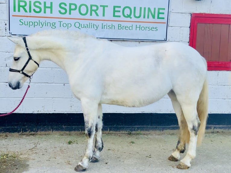 Connemara Mare 4 years 14,2 hh Gray in Mountrath