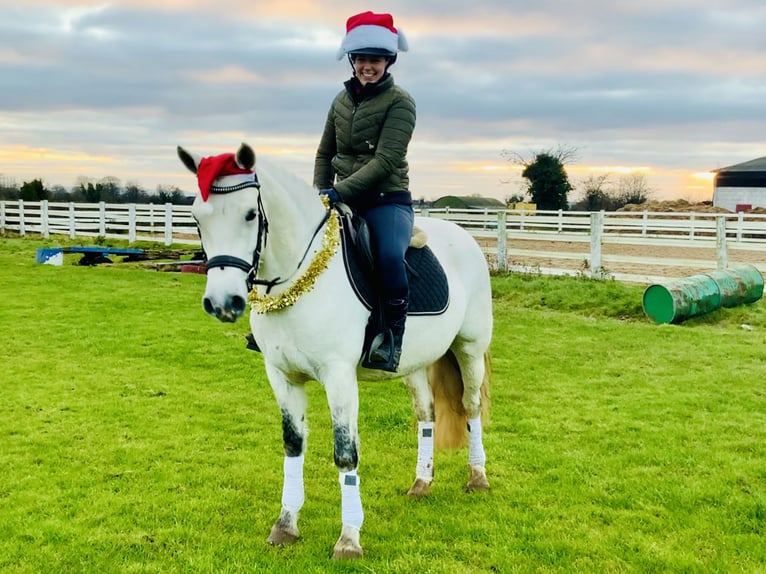 Connemara Mare 4 years 14,2 hh Gray in Mountrath