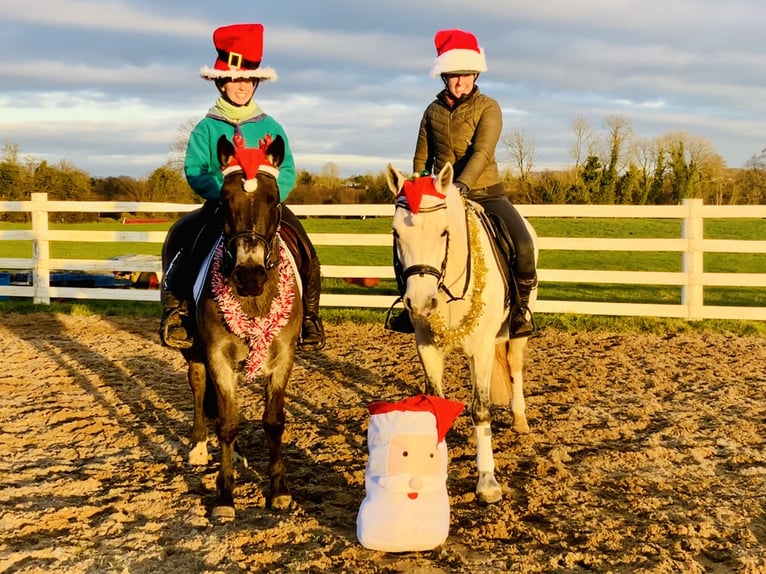 Connemara Mare 4 years 14,2 hh Gray in Mountrath