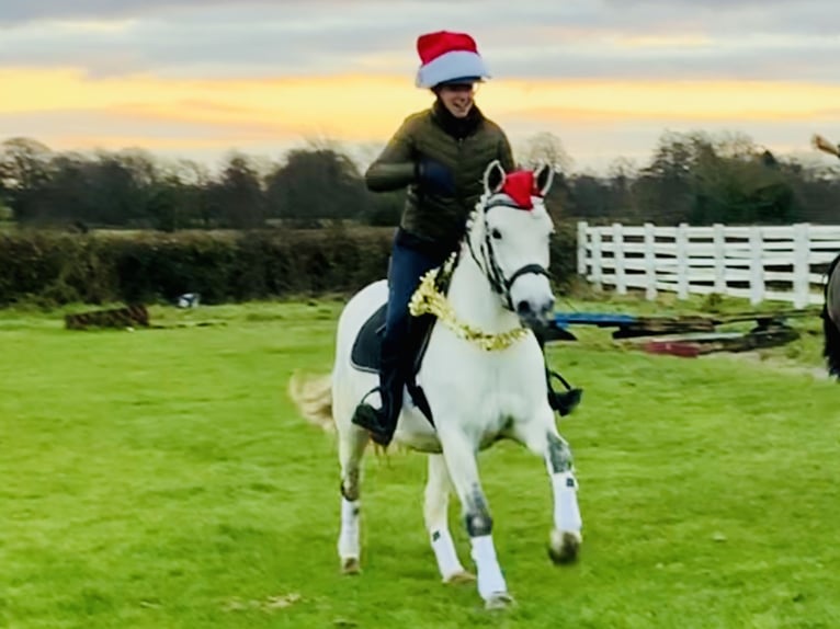 Connemara Mare 4 years 14,2 hh Gray in Mountrath