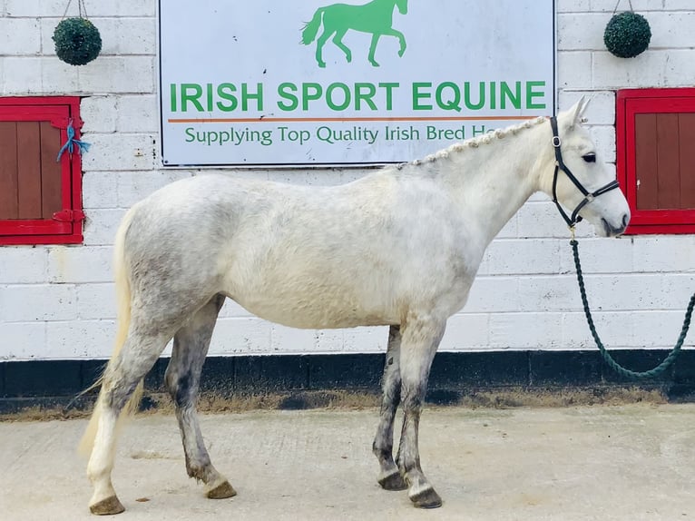 Connemara Mare 4 years 14,2 hh Gray in Mountrath