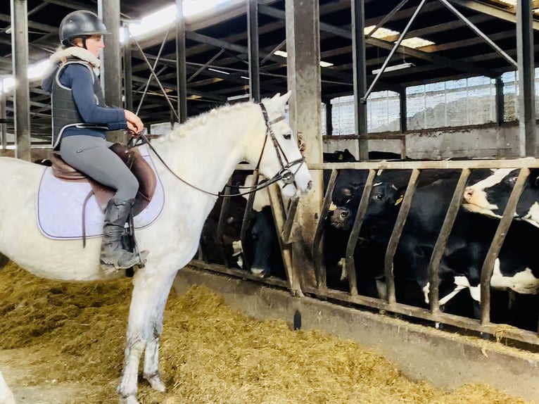 Connemara Mare 4 years 14,2 hh Gray in Mountrath