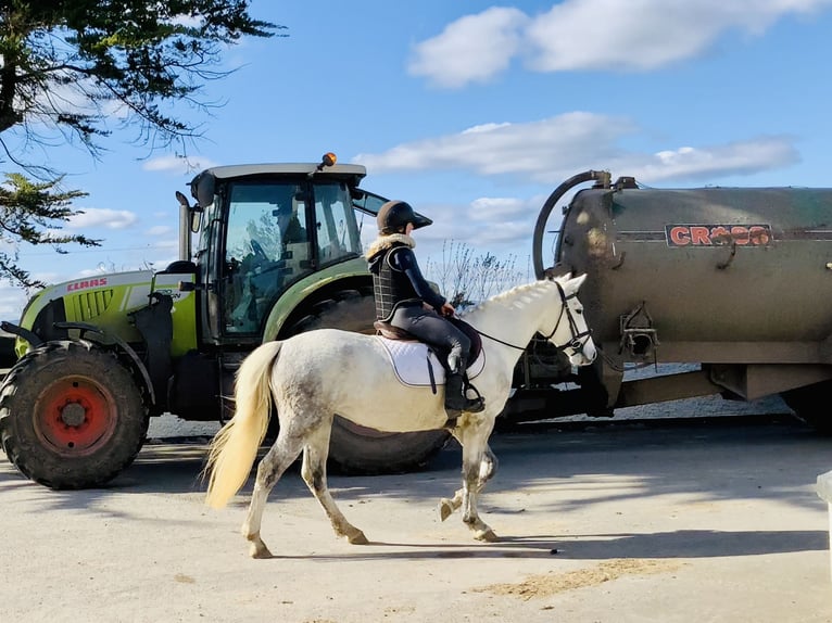 Connemara Mare 4 years 14,2 hh Gray in Mountrath