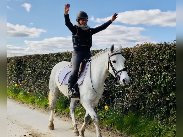 Connemara Mare 4 years 14,2 hh Gray in Mountrath