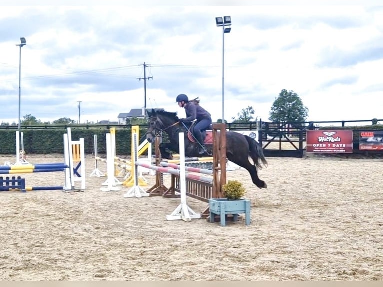 Connemara Mare 4 years 14,2 hh Gray in Silgo