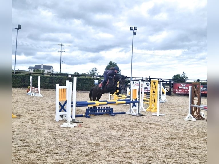 Connemara Mare 4 years 14,2 hh Gray in Silgo