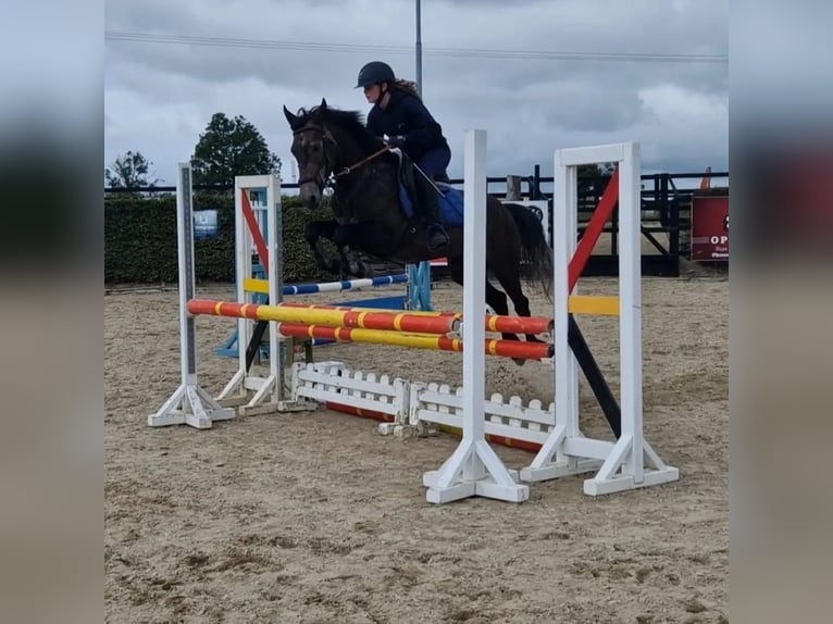 Connemara Mare 4 years 14,2 hh Gray in Silgo