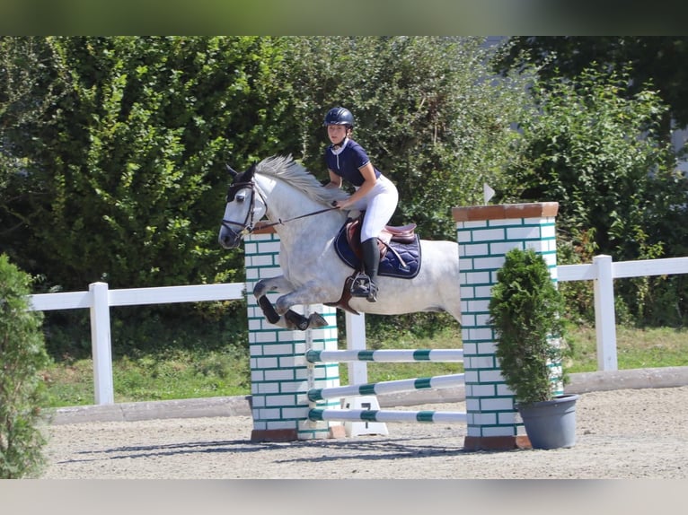 Connemara Mare 4 years 14,2 hh in Münsingen