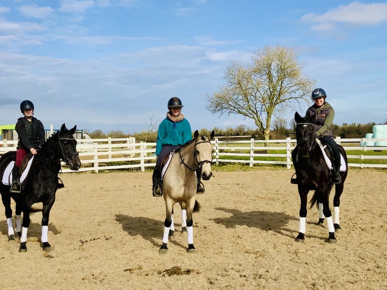 Connemara Mare 4 years 14,3 hh Black in Mountrath