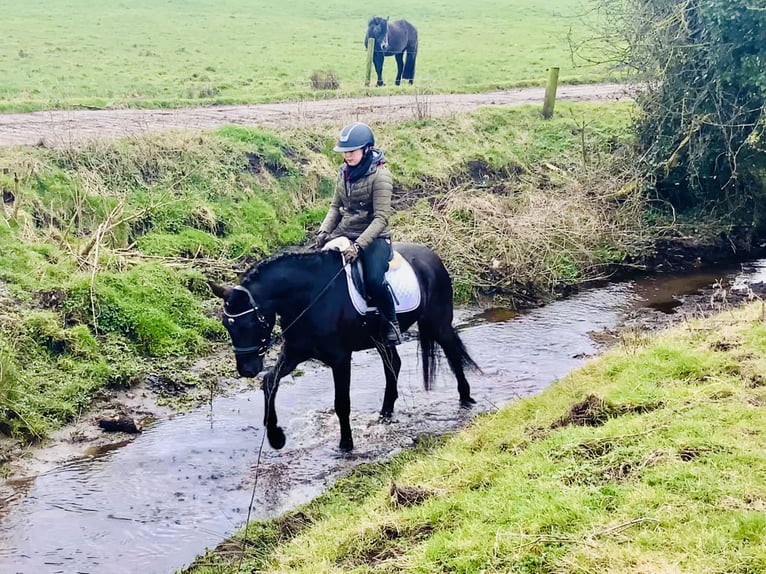 Connemara Mare 4 years 14,3 hh Black in Mountrath