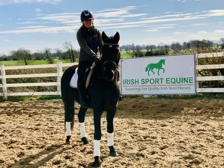 Connemara Mare 4 years 14,3 hh Black in Mountrath