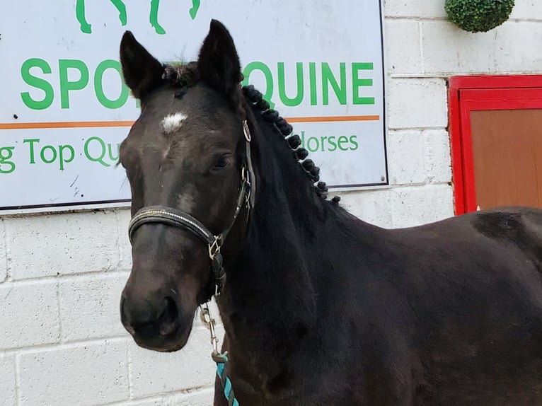 Connemara Mare 4 years 14,3 hh Black in Mountrath