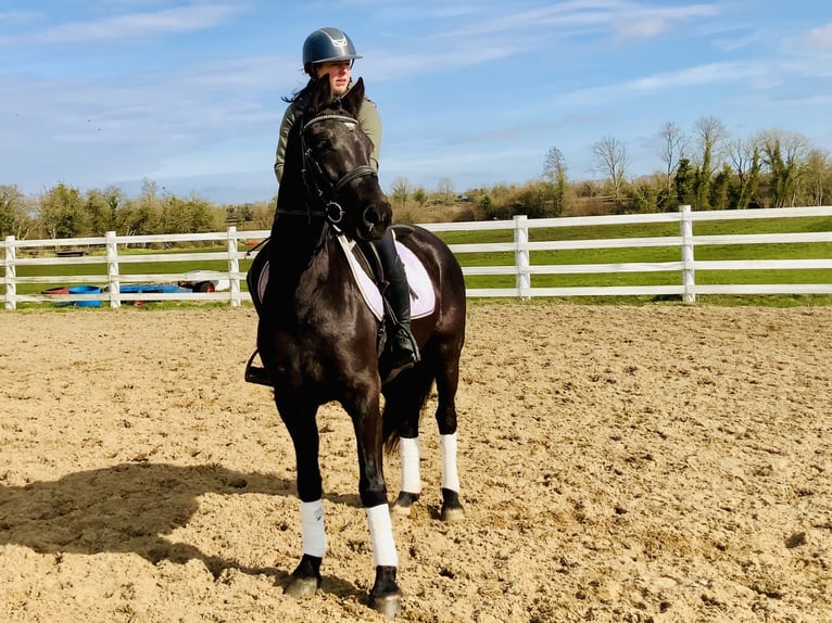 Connemara Mare 4 years 14,3 hh Black in Mountrath