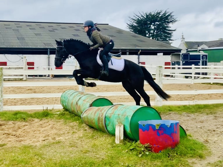 Connemara Mare 4 years 14,3 hh Black in Mountrath