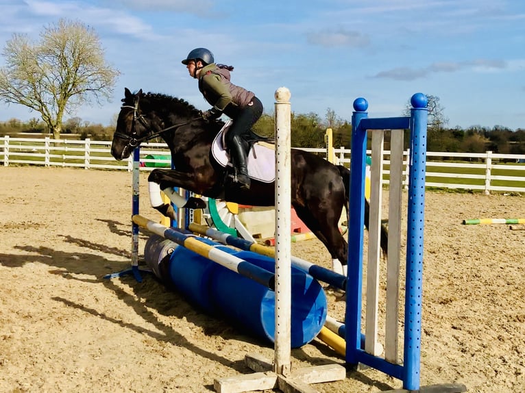 Connemara Mare 4 years 14,3 hh Black in Mountrath