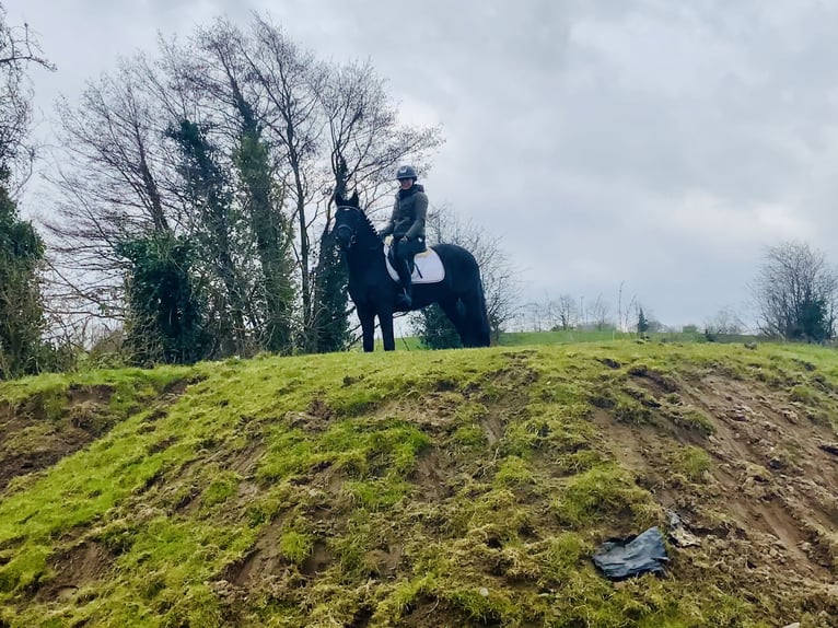 Connemara Mare 4 years 14,3 hh Black in Mountrath