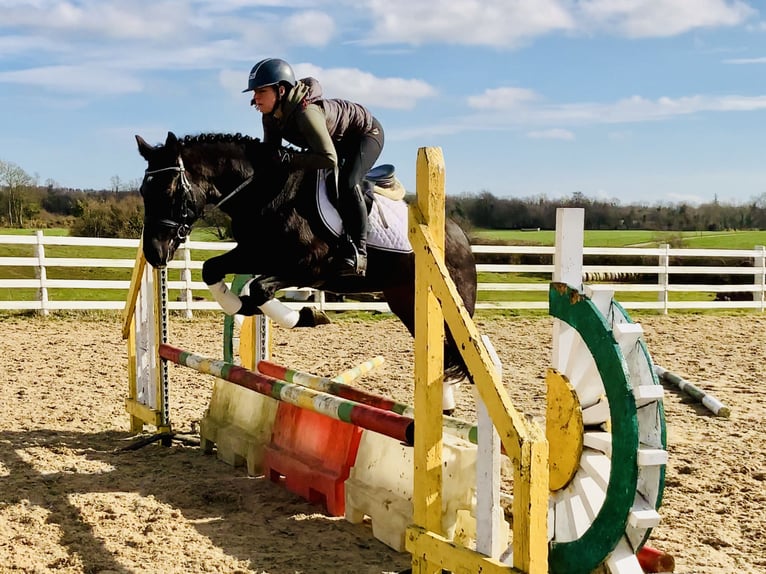 Connemara Mare 4 years 14,3 hh Black in Mountrath