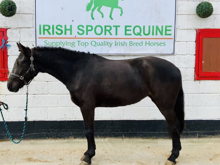 Connemara Mare 4 years 14,3 hh Black in Mountrath