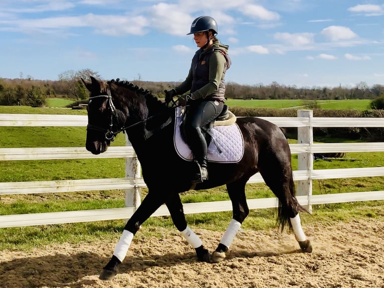 Connemara Mare 4 years 14,3 hh Black in Mountrath