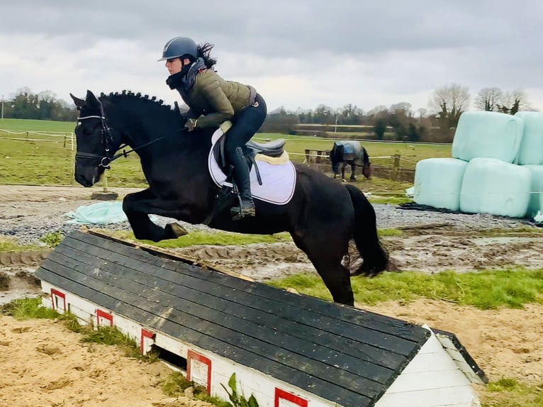 Connemara Mare 4 years 14,3 hh Black in Mountrath