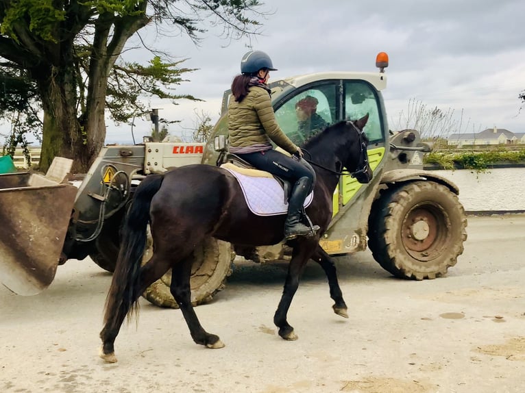 Connemara Mare 4 years 14,3 hh Black in Mountrath