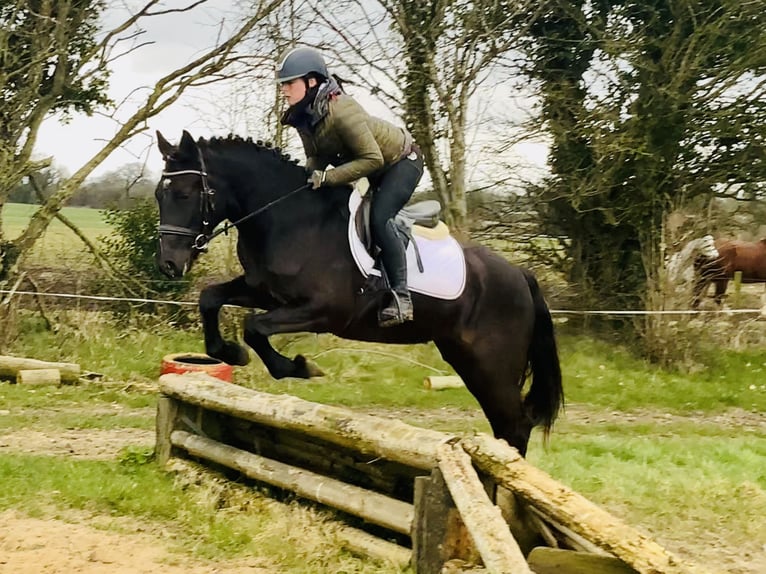 Connemara Mare 4 years 14,3 hh Black in Mountrath