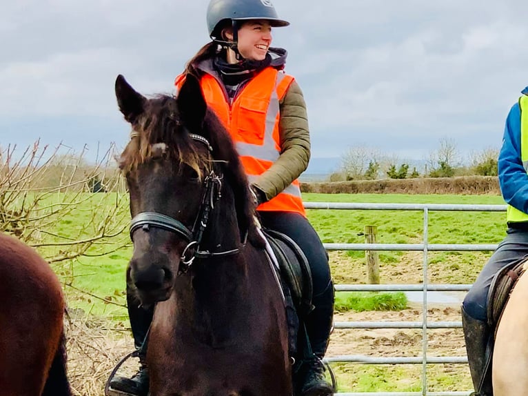 Connemara Mare 4 years 14,3 hh Black in Mountrath