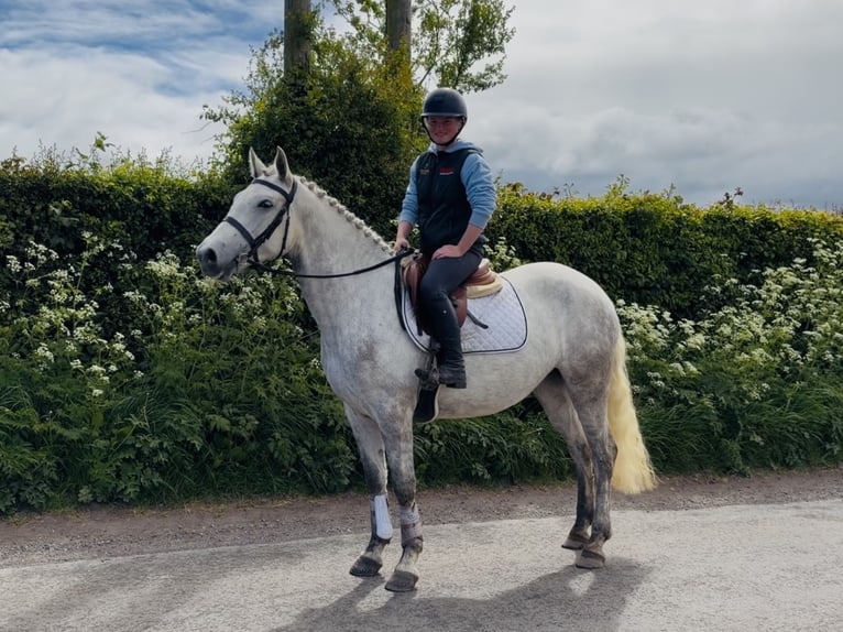 Connemara Mare 4 years 14.3 hh Grey in Laois