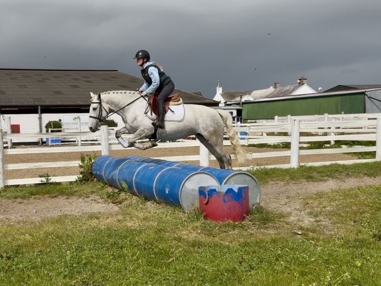 Connemara Mare 4 years 14.3 hh Grey in Laois
