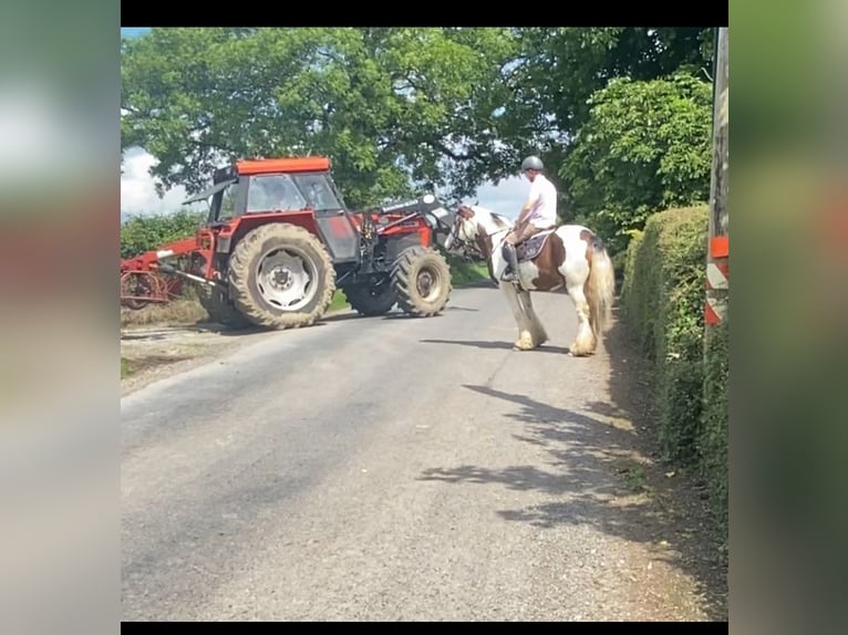 Connemara Mare 4 years 14 hh Bay in Westmeath