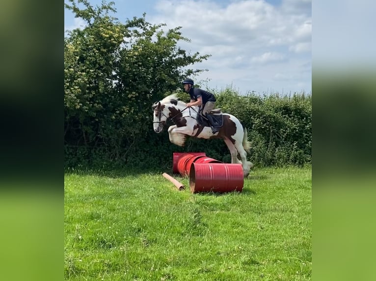 Connemara Mare 4 years 14 hh Bay in Westmeath