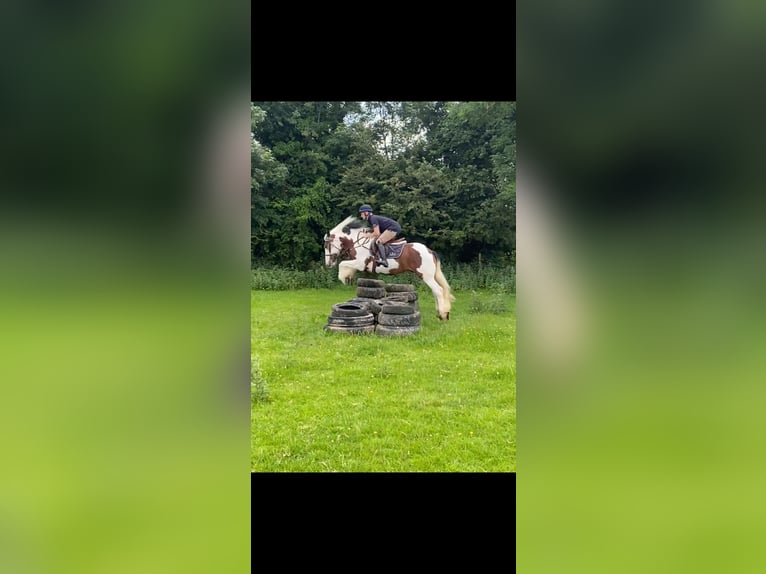 Connemara Mare 4 years 14 hh Bay in Westmeath