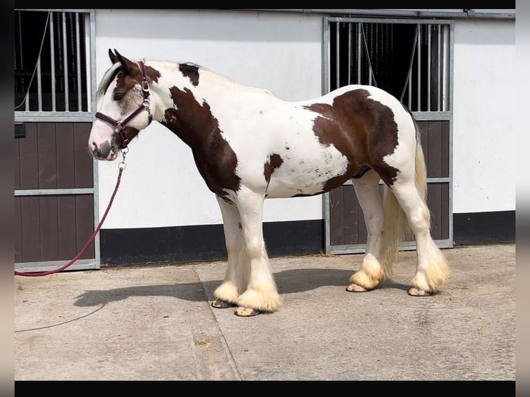 Connemara Mare 4 years 14 hh Bay in Westmeath
