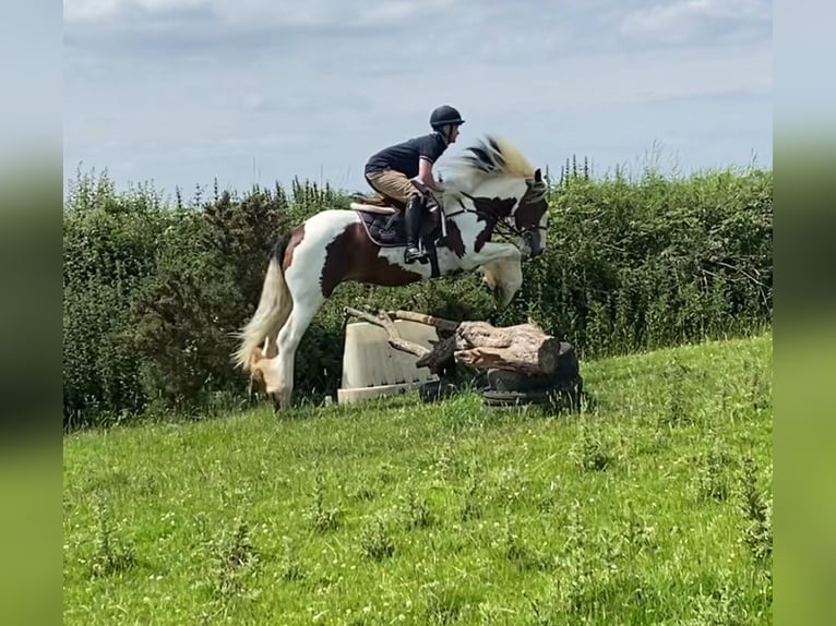 Connemara Mare 4 years 14 hh Bay in Westmeath