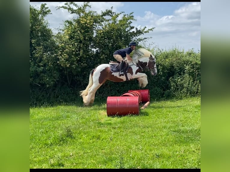 Connemara Mare 4 years 14 hh Bay in Westmeath