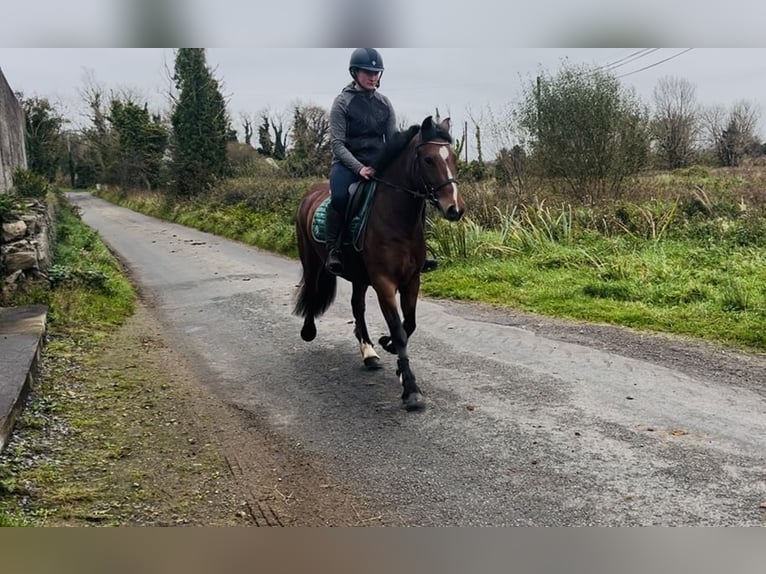 Connemara Mare 4 years 14 hh Brown in Sligo