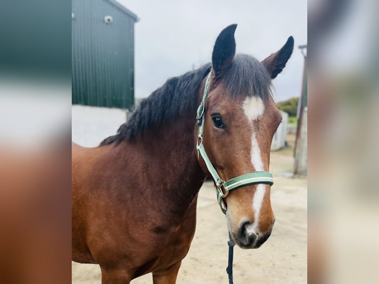 Connemara Mare 4 years 14 hh Brown in Sligo