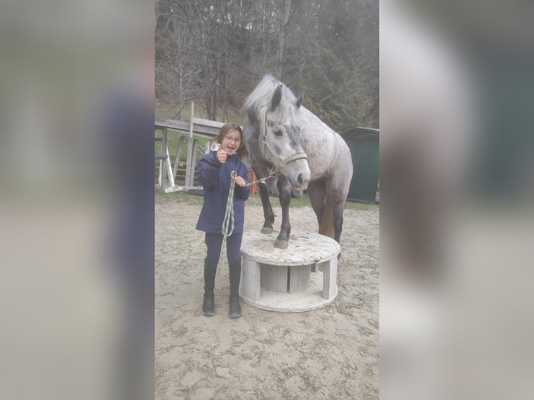 Connemara Mare 4 years 14 hh Gray in AldransAldrans