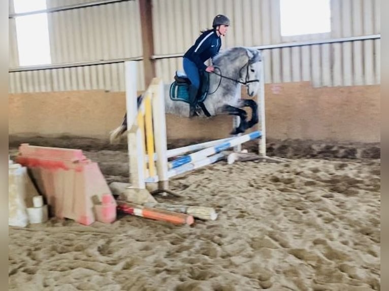 Connemara Mare 4 years 14 hh Gray in Sligo