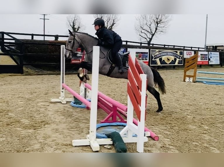 Connemara Mare 4 years 14 hh Gray in Sligo